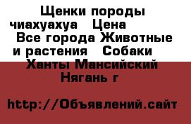 Щенки породы чиахуахуа › Цена ­ 12 000 - Все города Животные и растения » Собаки   . Ханты-Мансийский,Нягань г.